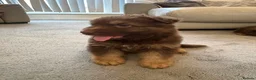 German Shepherd dogs for sale: Beautiful long haired German Shepherd puppies - Advert 5