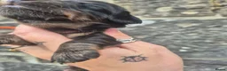 Miniature Dachshund dogs for sale: LONG HAIR PRA CLEAR MINIATURE DACHSHUND GIRL - Advert 7