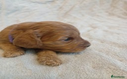 Cockapoo dogs for sale: 🐶Beautiful F1 Cockapoo Puppies🐾 - Image 10