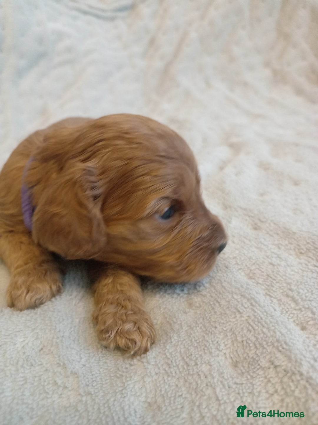 Cockapoo dogs for sale: 🐶Beautiful F1 Cockapoo Puppies🐾 - Image 10