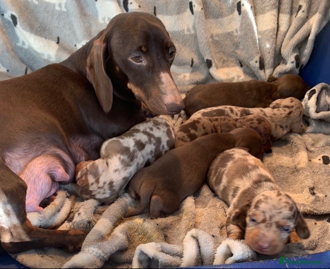 Miniature Dachshund dogs for sale: Gorgeous miniature dachshunds ready now  - Image 9