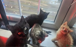 British Shorthair cats for sale: Glorious Pure BSH Kittens Ready Now! - Advert 10