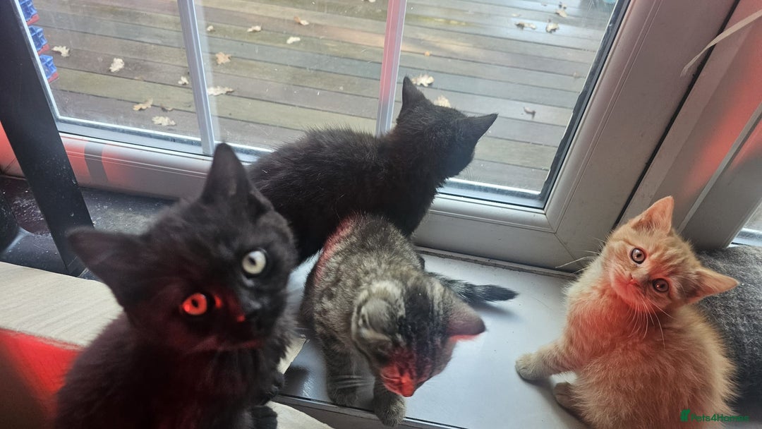 British Shorthair cats for sale: Glorious Pure BSH Kittens Ready Now! - Advert 10