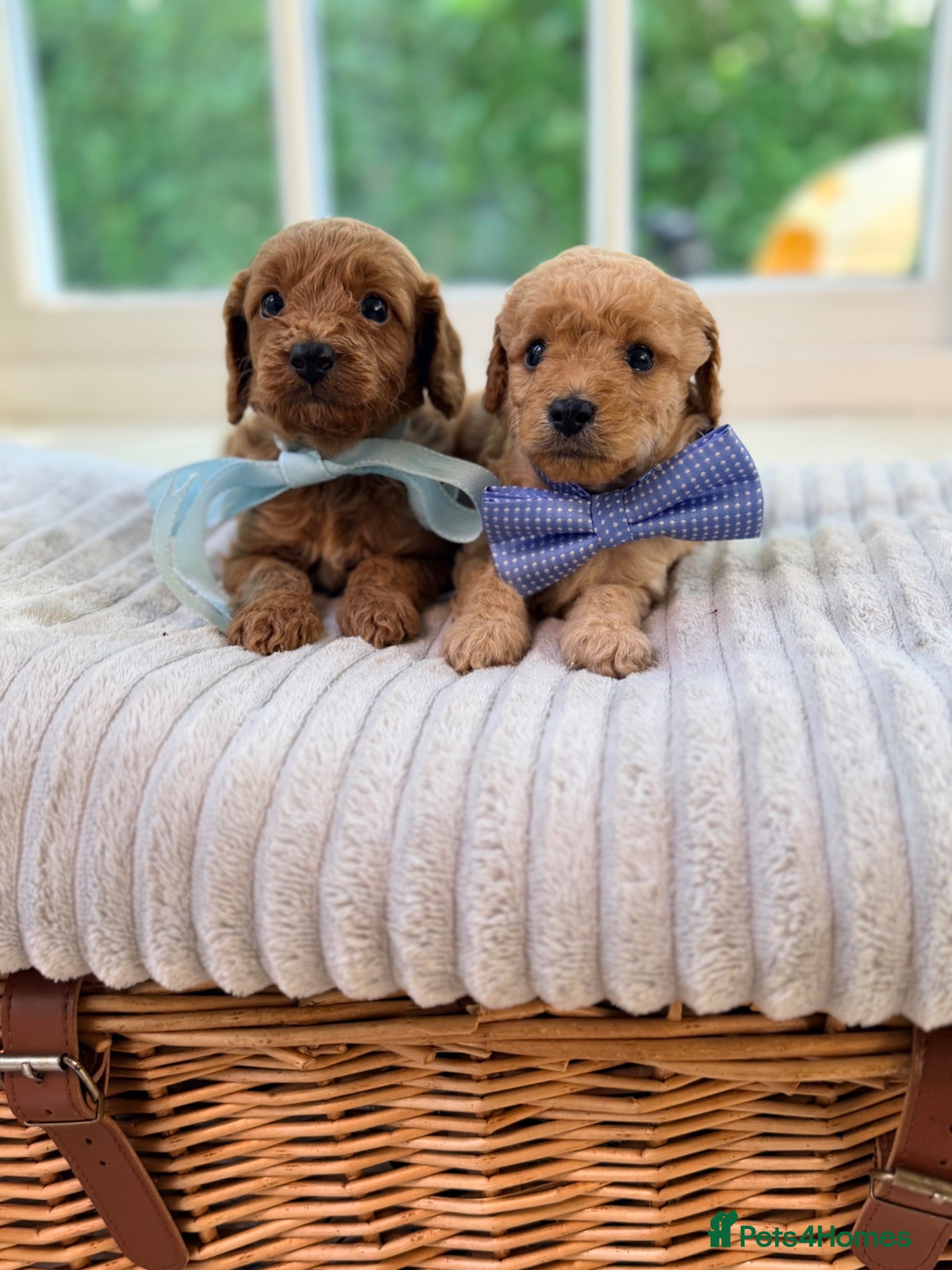 Cavapoo dogs Cavapoo puppies 2 boys available 🐾 - Advert 5