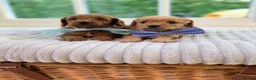 Cavapoo dogs for sale: Cavapoo puppies 2 boys available 🐾 - Advert 1