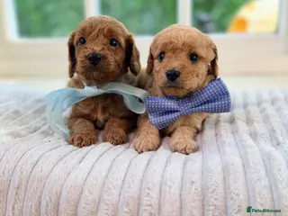 Cavapoo dogs Cavapoo puppies 2 boys available 🐾 - Advert 5