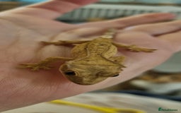 Gecko reptiles for sale: Baby crested gecko - Advert 1