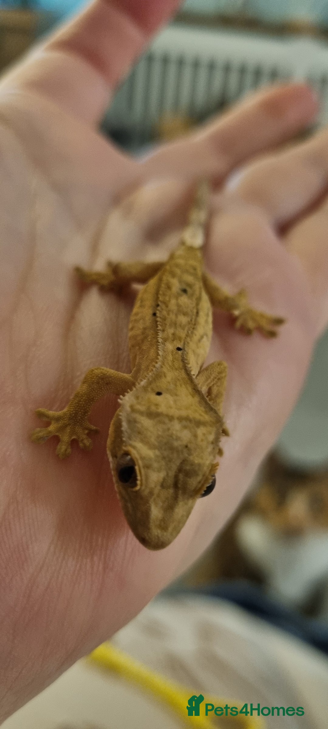 Gecko reptiles for sale: Baby crested gecko - Advert 1