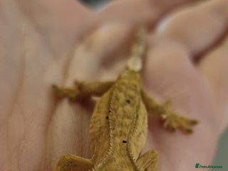 Gecko reptiles for sale: Baby crested gecko - Advert 1