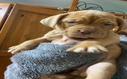 Mixed Breed dogs for sale: Dogue de bordeaux x staff puppies  - Advert 4