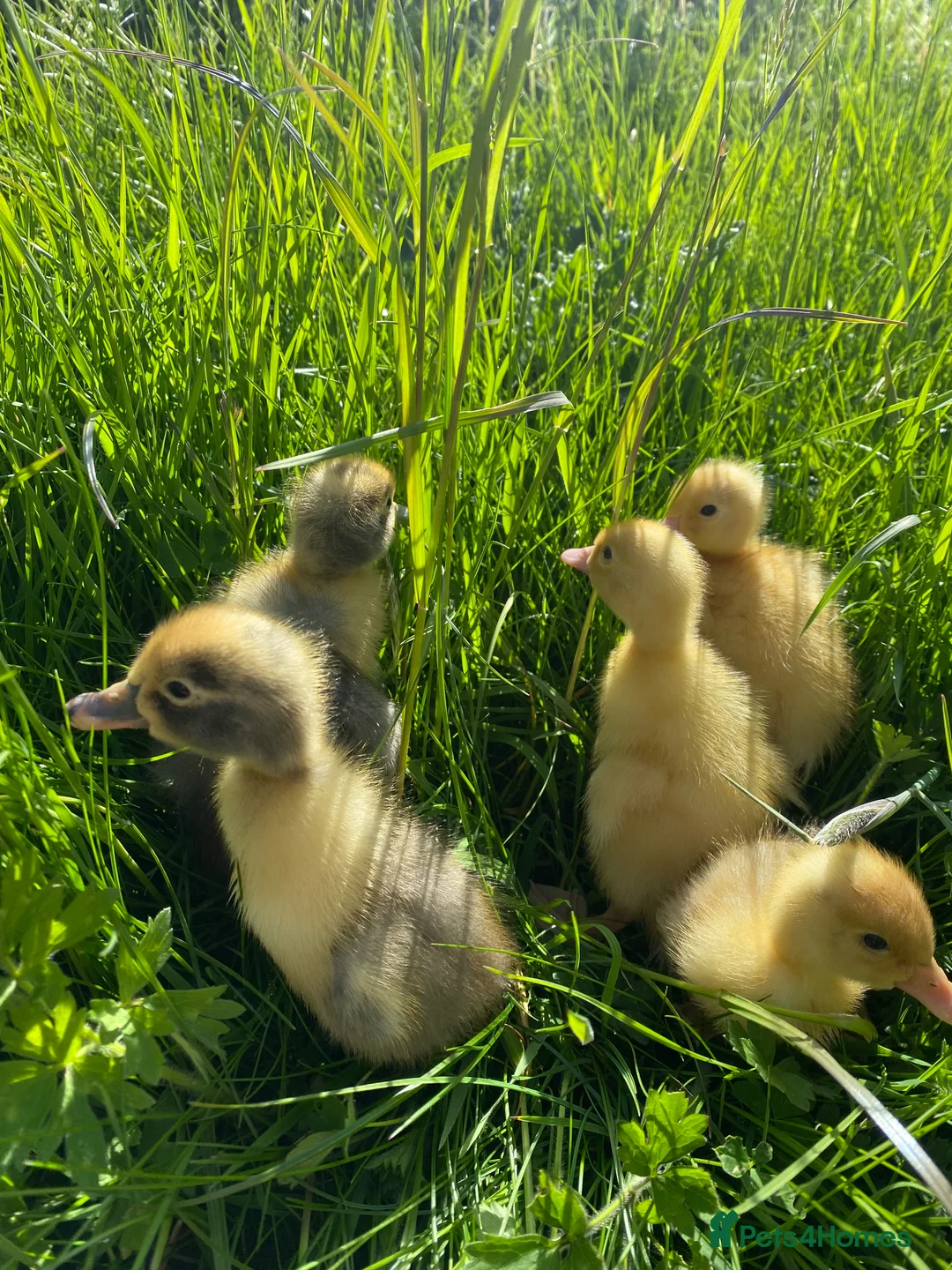 Ducks poultry for sale: Indian Runner Ducklings  - Advert 2