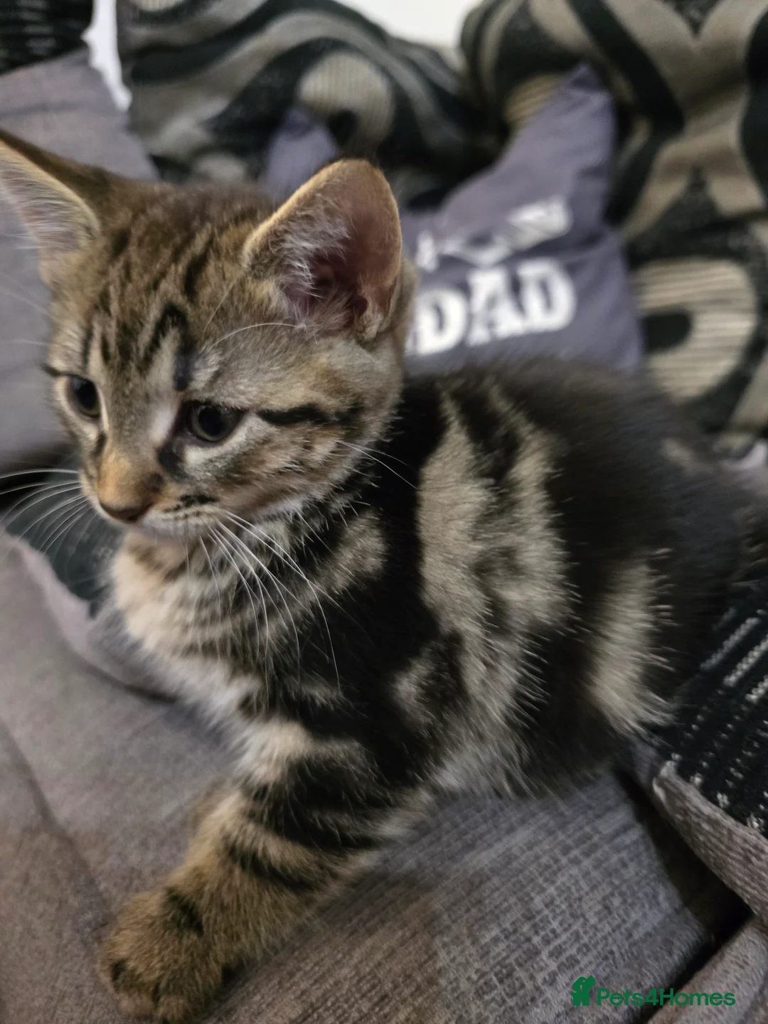 Maine Coon cats for sale: 7 beautiful Maine Coon X - Advert 9