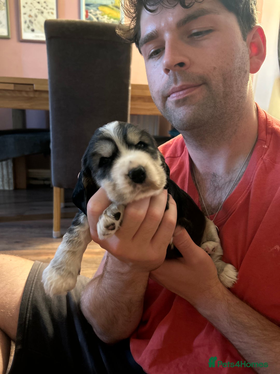 Cocker Spaniel dogs for sale: Gorgeous Cocker Spaniel Puppies - Image 22