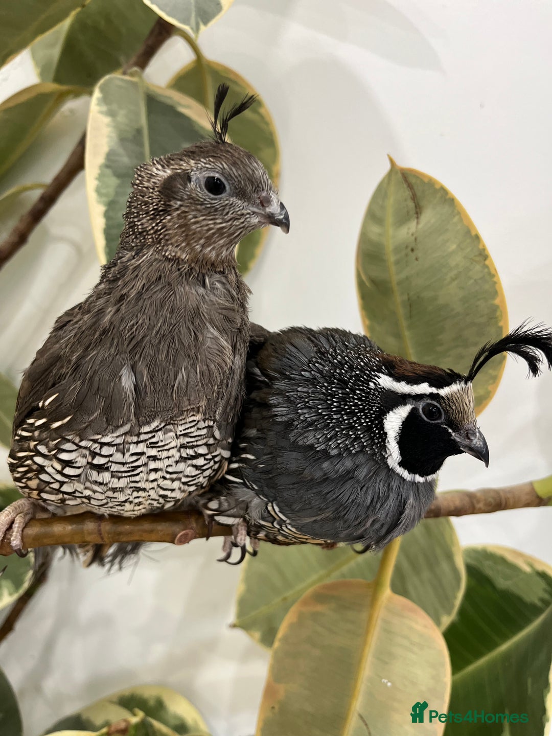 Quail poultry for sale: 6 Californian quail hatching eggs  - Advert 2