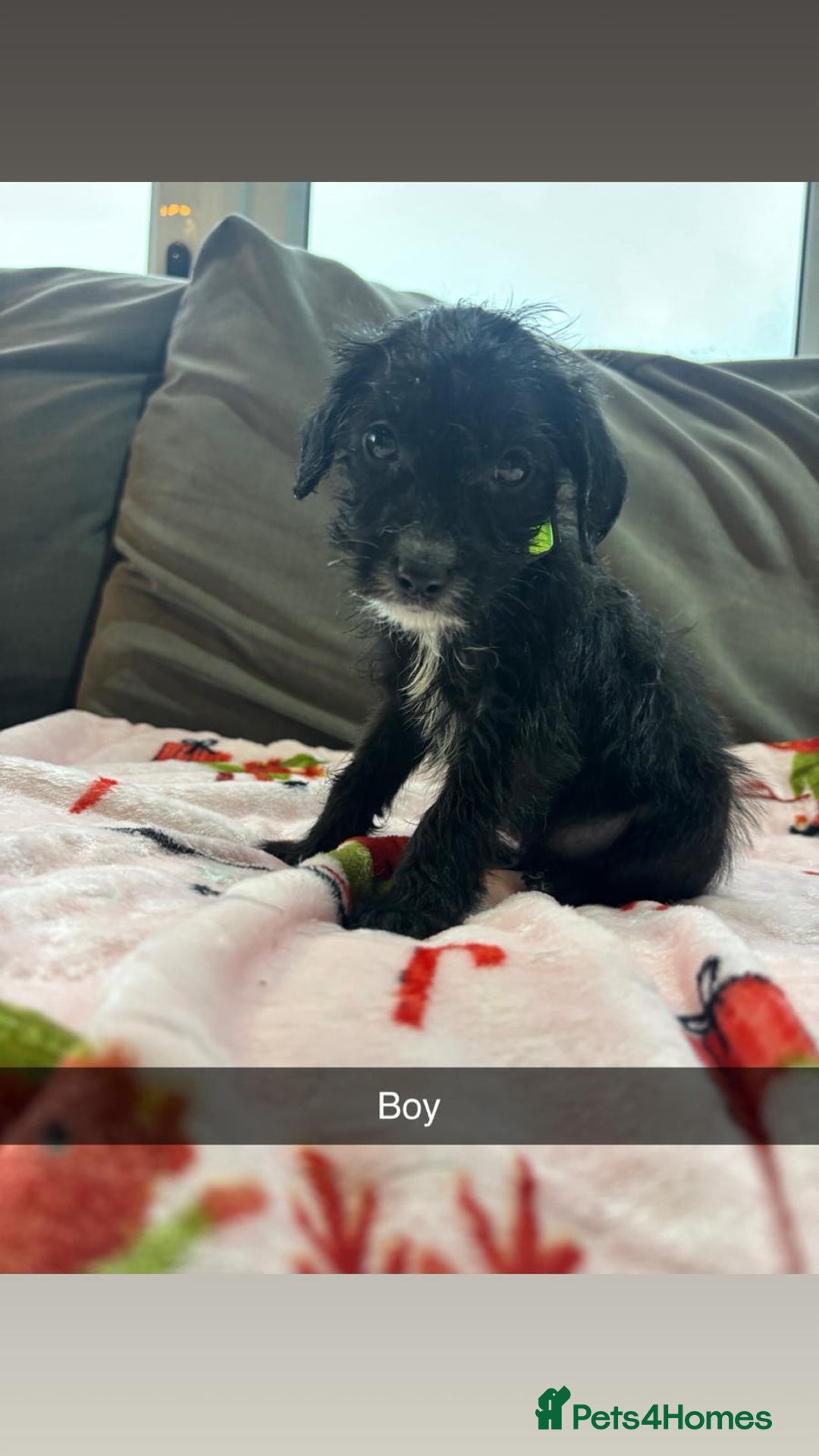 Jackapoo dogs for sale: 6 beautiful and playful Jackapoo puppy’s for sale  - Advert 2