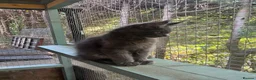 Maine Coon cats for sale: TICA registered boys Maine Coon  - Advert 3