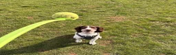 English Springer Spaniel dogs for sale: 9 month springer  - Advert 14