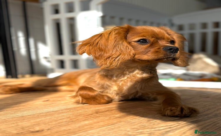 Cavalier King Charles Spaniel dogs - Advert 1