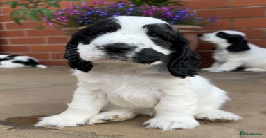 Cocker Spaniel dogs - Advert 1