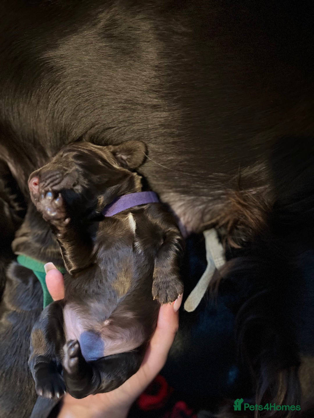 Cocker Spaniel dogs for sale: Cocker spaniels 🐶  - Advert 28