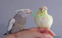 Cockatiels birds for sale: Hand reared silly tame DNA sexed baby cockatiels  - Image 10