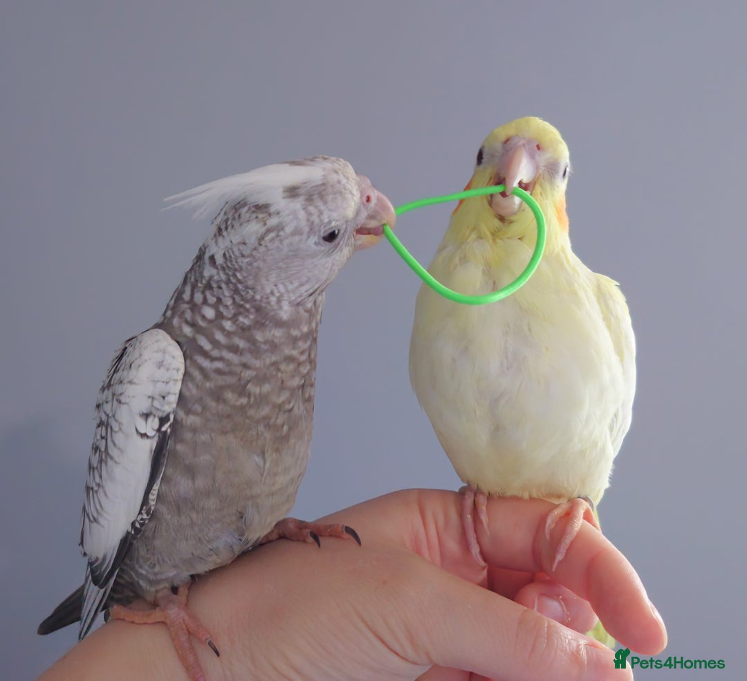 Cockatiels birds for sale: Hand reared silly tame DNA sexed baby cockatiels  - Image 10