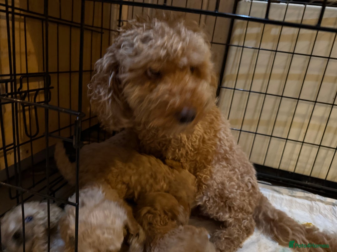 Cockapoo dogs for sale: Miniature f1b cockapoos like little teddy bears  - Advert 2