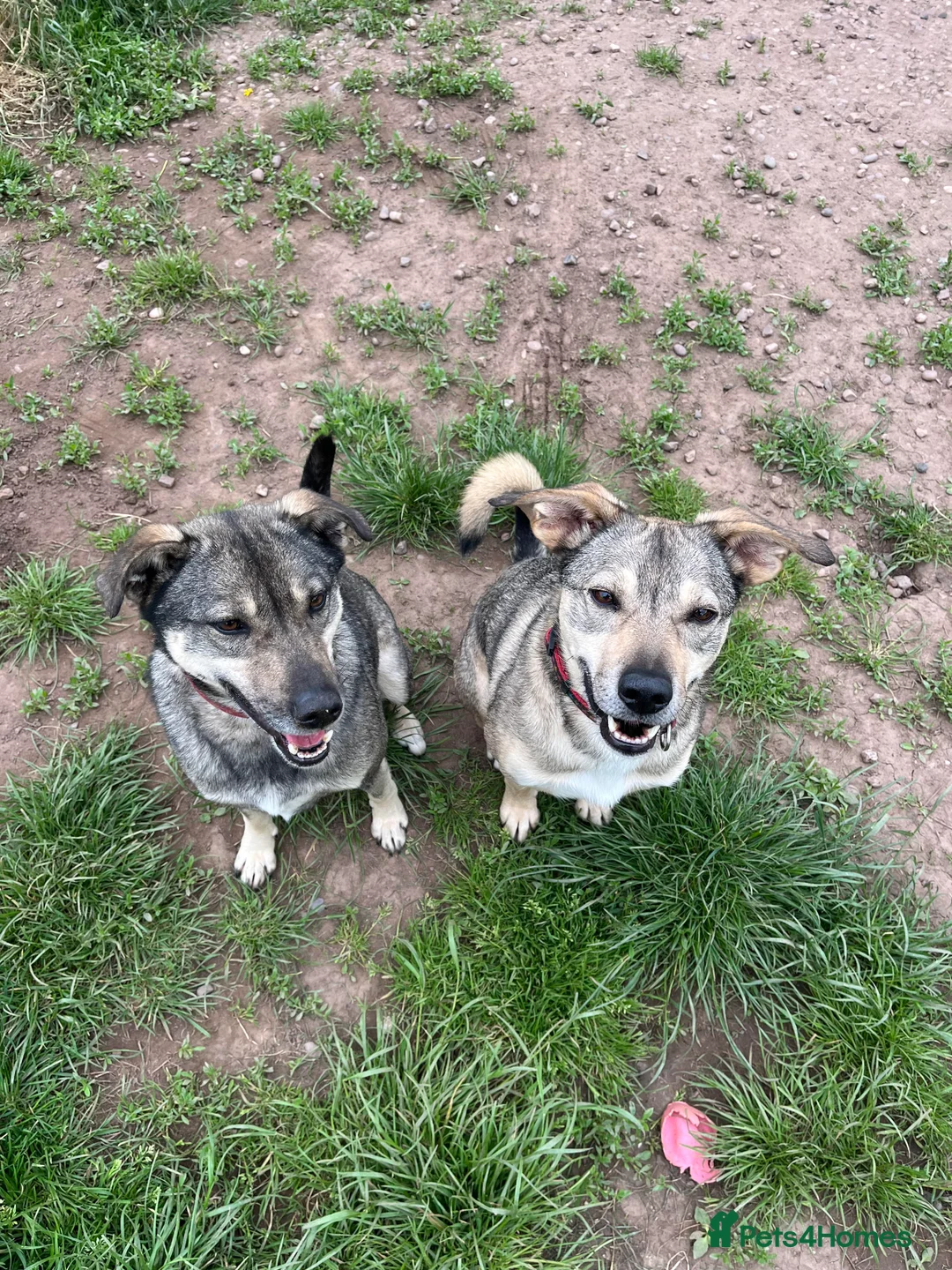 Mixed Breed dogs for adoption: Meet Joy, currently residing in Cheshire  in Nantwich - Advert 7