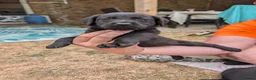 Labrador Retriever dogs for sale: Farm reared Labrador puppies in Sheerness - Advert 6