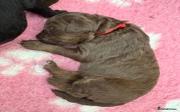 Labradoodle dogs for sale: Stunning Labradoodle Puppies  - Image 9