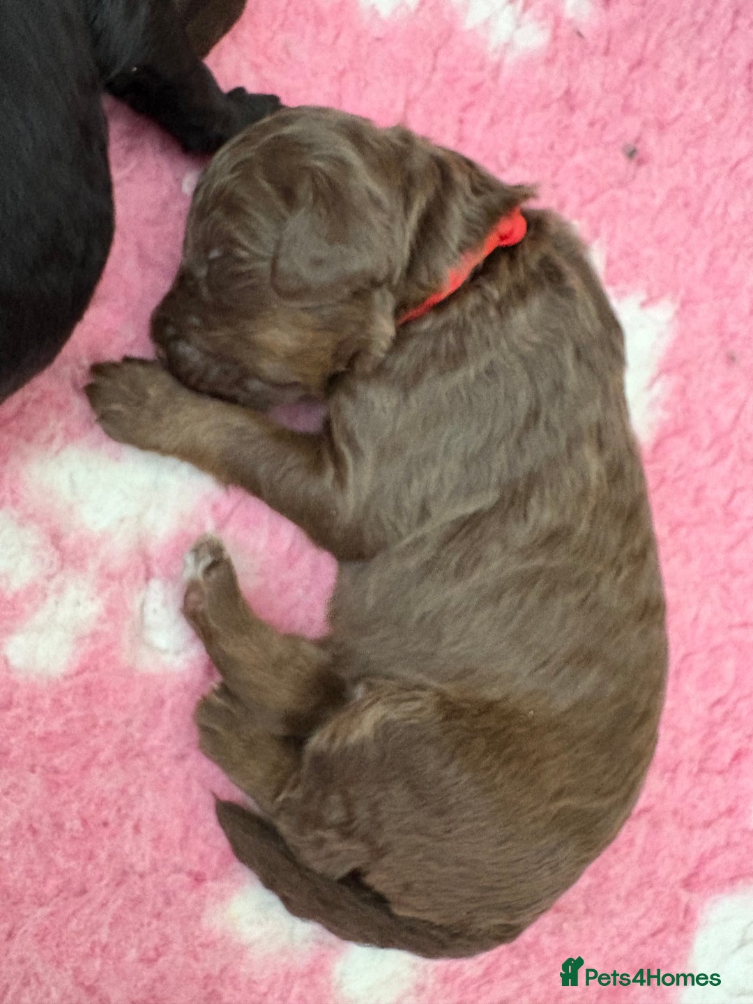 Labradoodle dogs for sale: Stunning Labradoodle Puppies  - Image 9