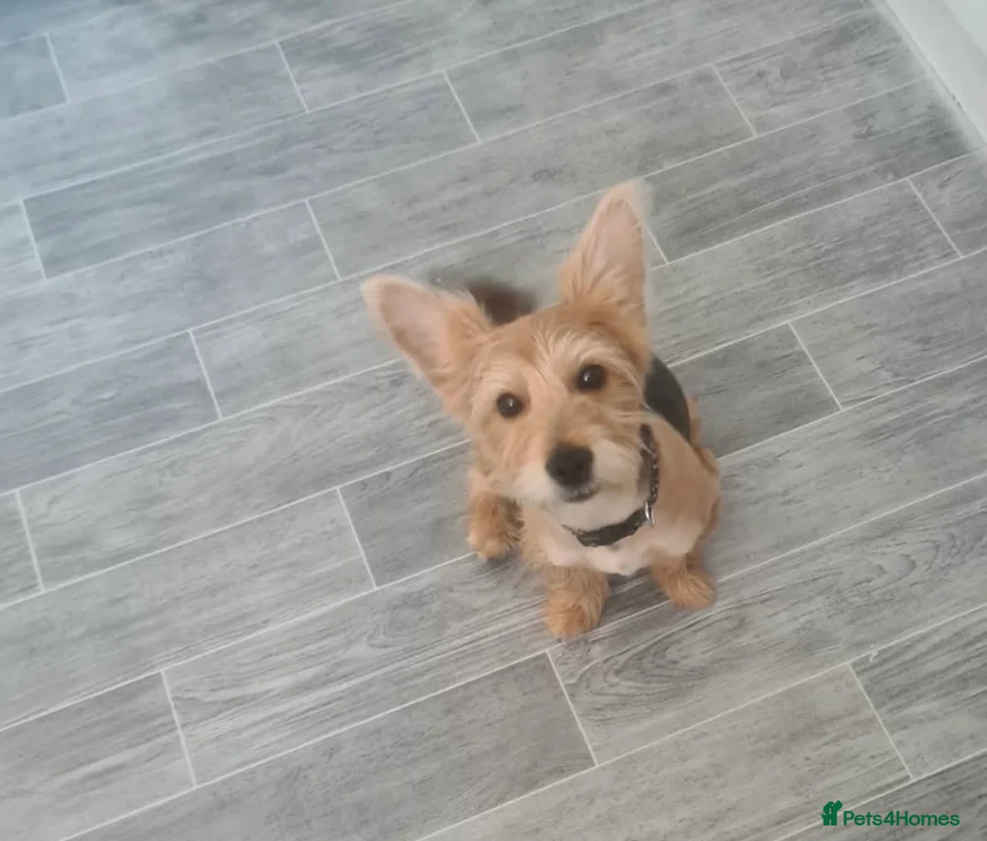 Yorkshire Terrier dogs for sale: Benji - Advert 4
