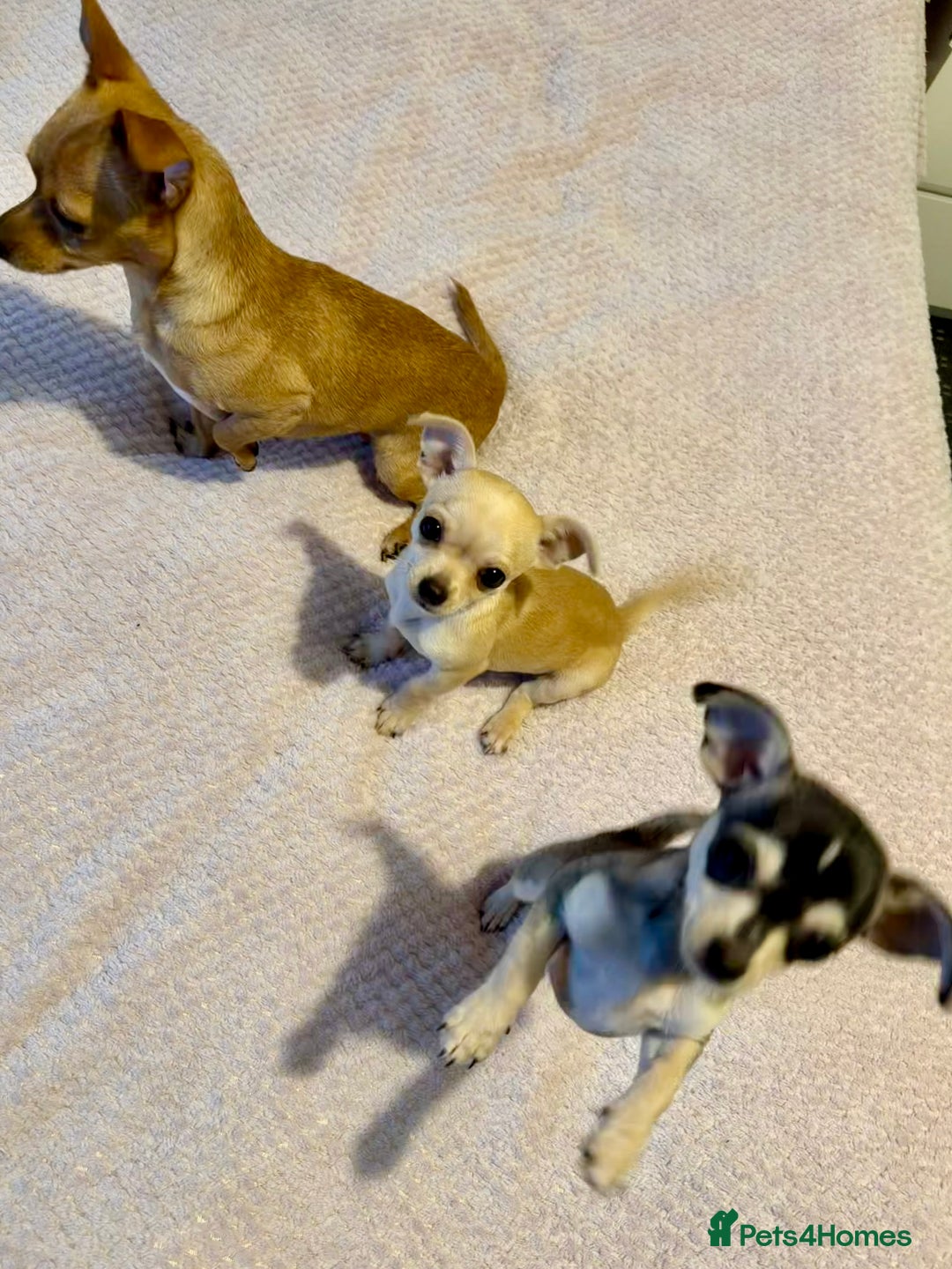 Chihuahua dogs for sale: Stunning and lovely chihuahua puppies for sale - Advert 7