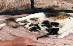 Ragdoll cats for sale: Stunning rare ragdoll cross kittens - Image 2