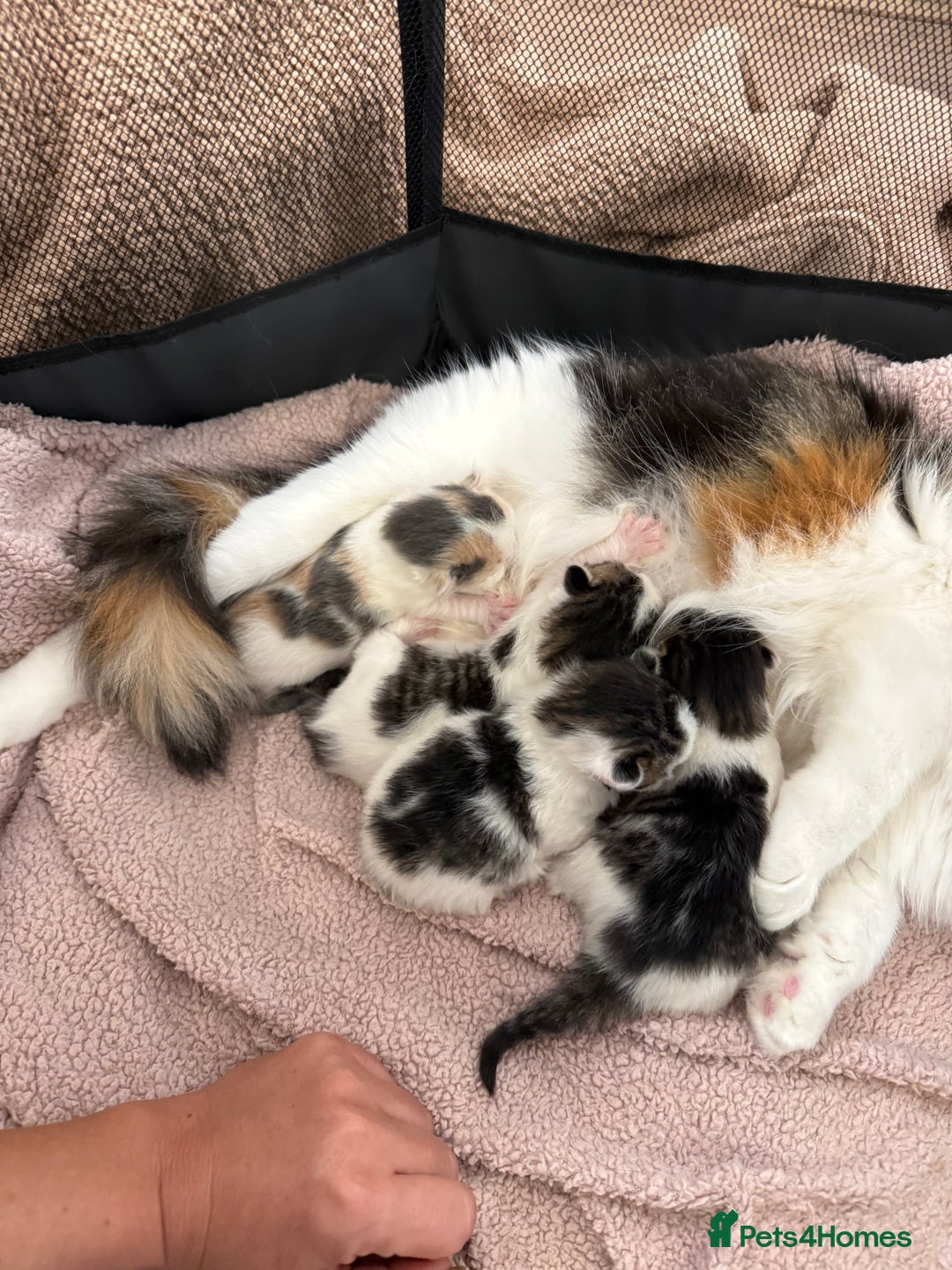 Ragdoll cats for sale: Stunning rare ragdoll cross kittens - Image 2