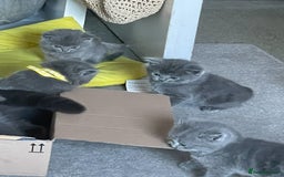 British Shorthair cats for sale: British shorthair kittens London(1 girl only) - Image 13