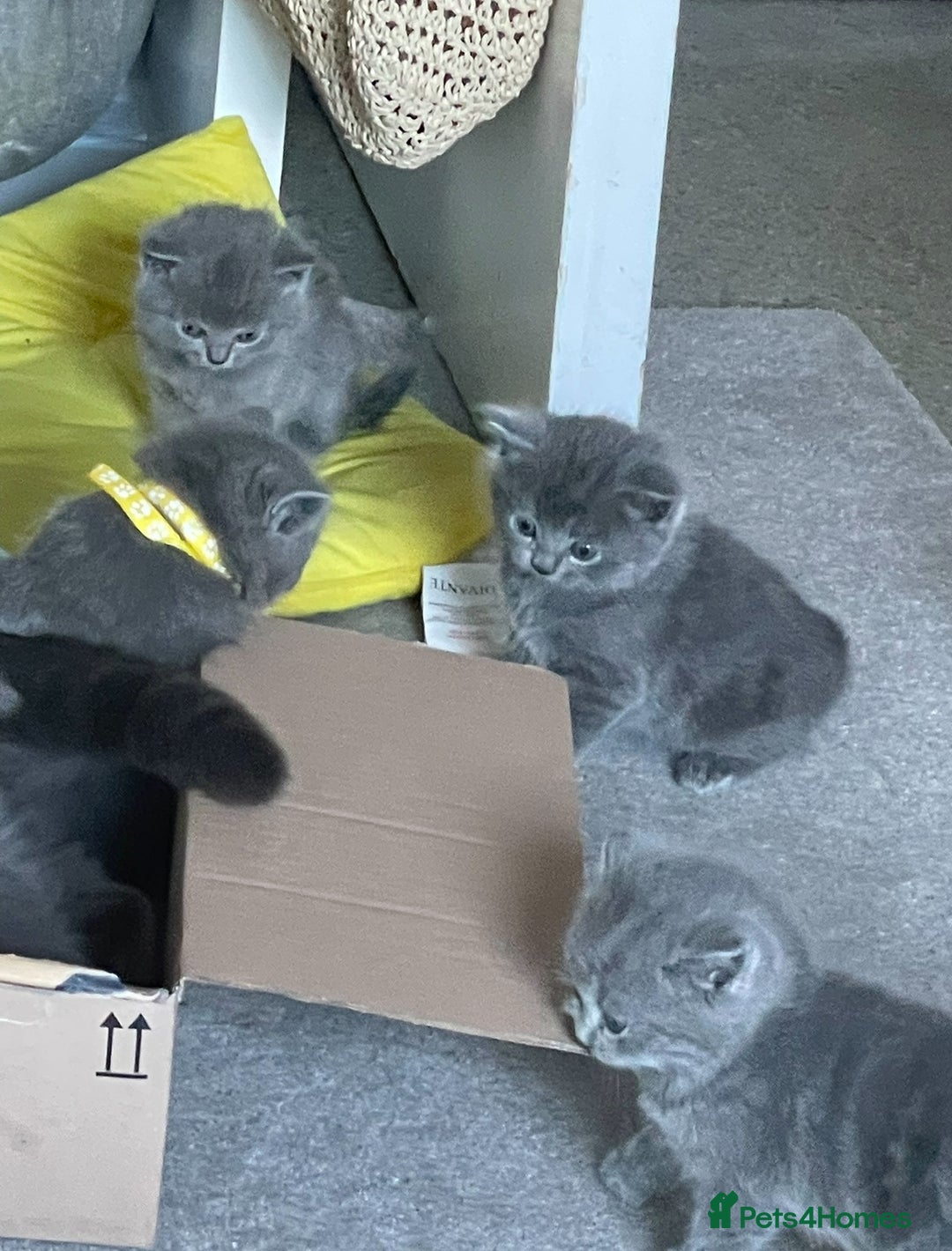 British Shorthair cats for sale: British shorthair kittens London(1 girl only) - Image 13