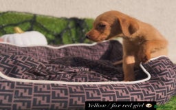 Labrador Retriever dogs for sale: Labrador pups  - Image 7