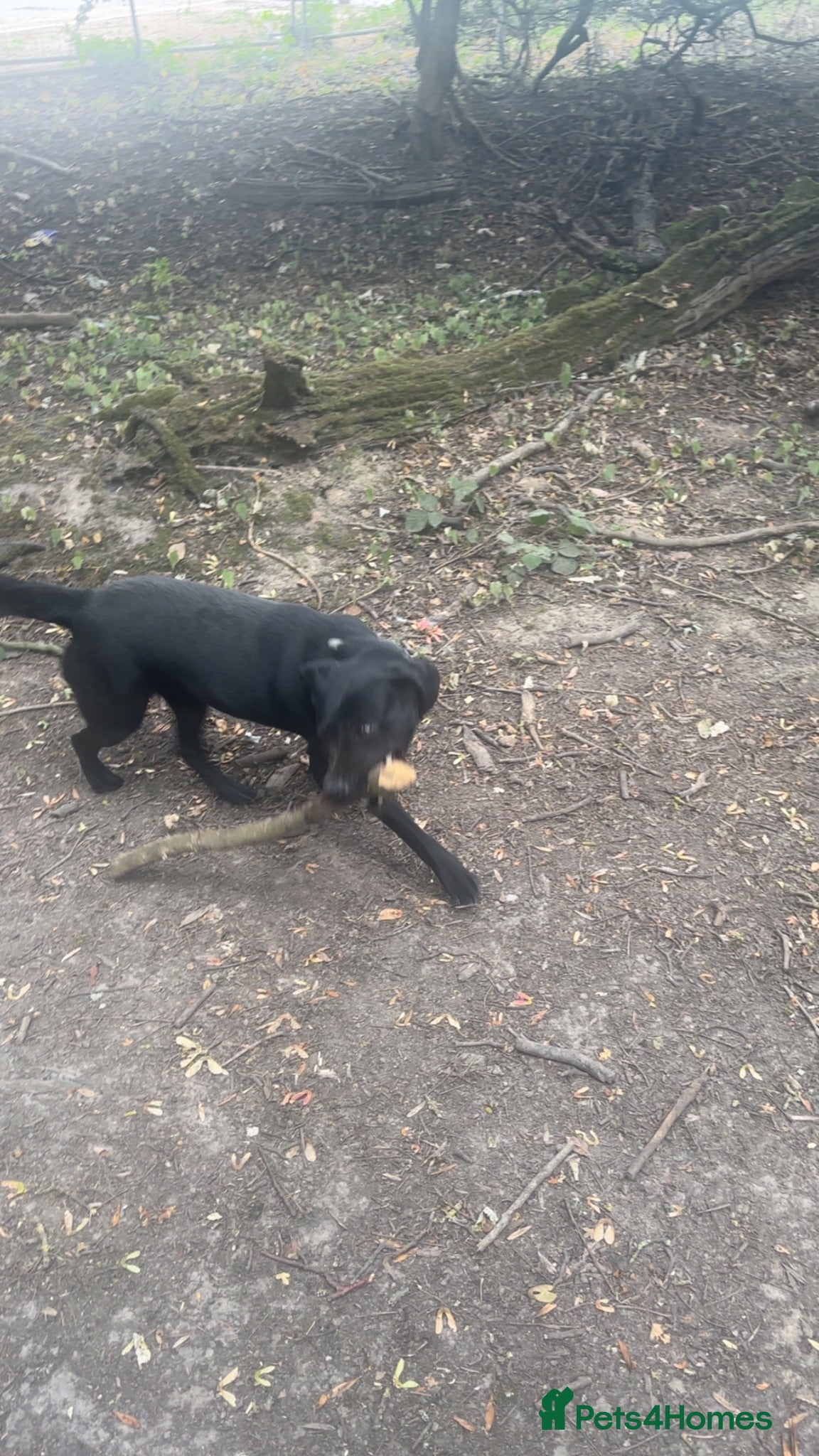 Labrador Retriever dogs Rue 2 year old lab  - Advert 2