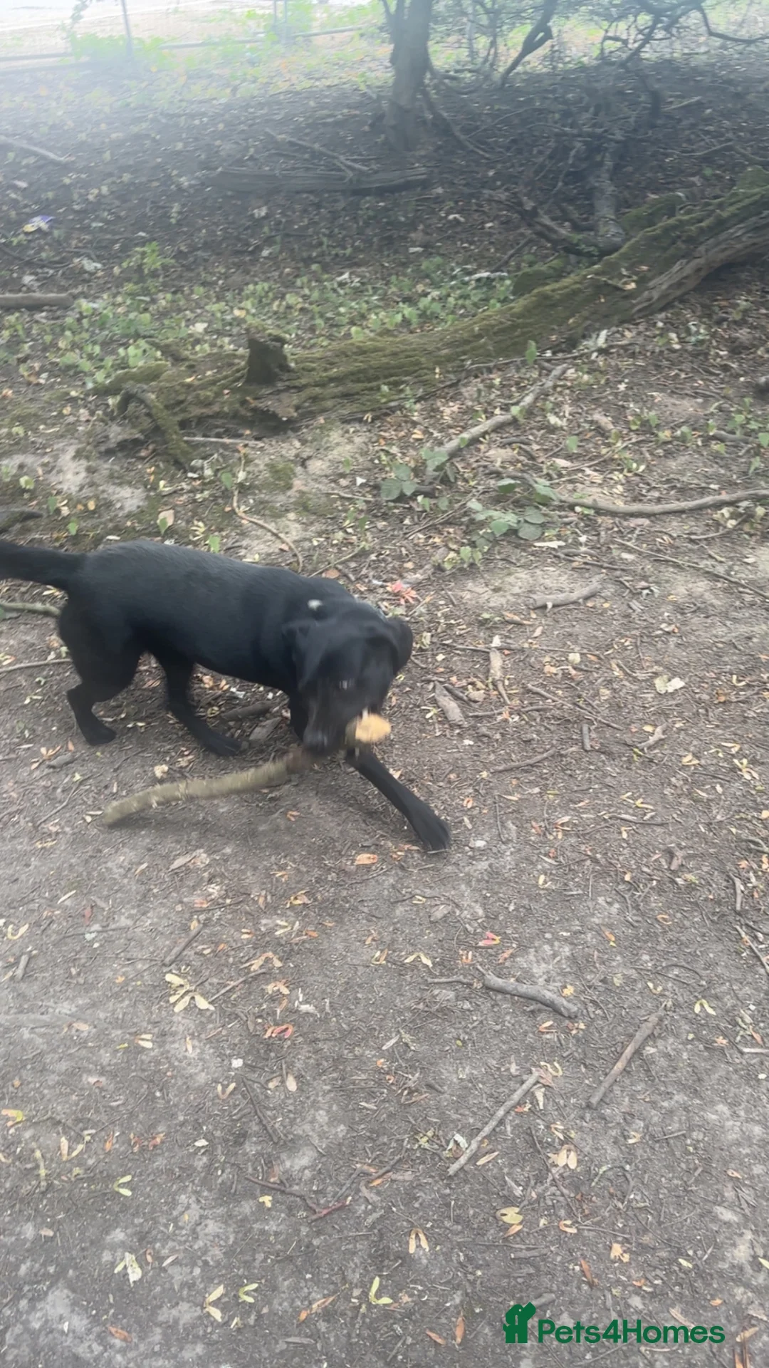 Labrador Retriever dogs for sale: Rue 2 year old lab  - Advert 1