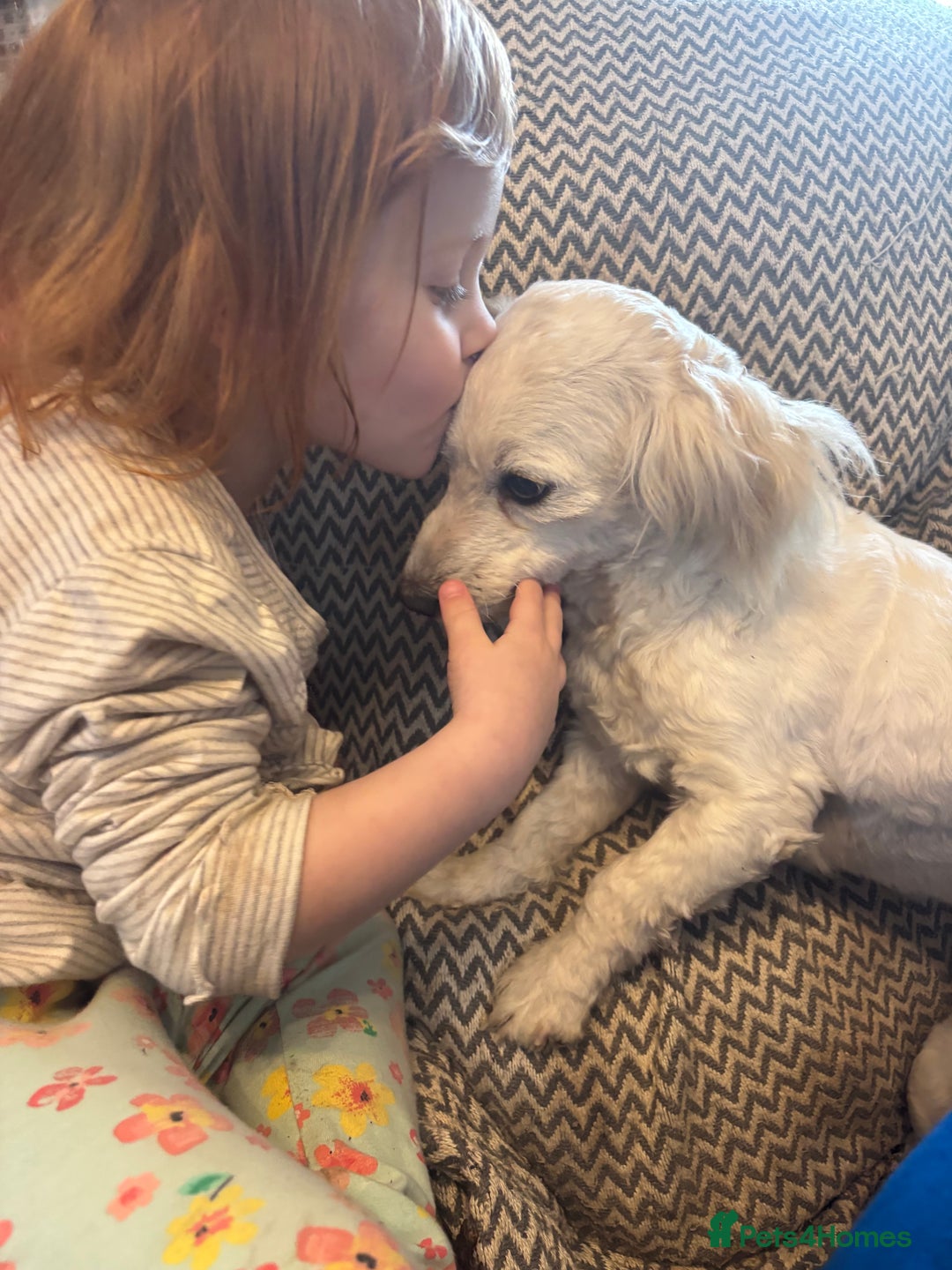 Mixed Breed dogs for sale: Beautiful sisters needing new homes  - Image 4