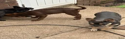 Mixed Breed dogs for sale: Duggie 15 month old puppy  - Advert 3