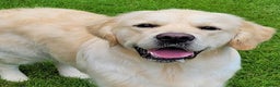 Golden Retriever dogs for stud: Cesarka Golden Retrievers in Conwy - Advert 18