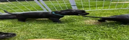 Sprocker dogs for sale: Sprocker Spaniel Puppies For Sale - Advert 10