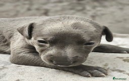 Whippet dogs for sale: KC Registered Blue Laguna Whippets - Image 17