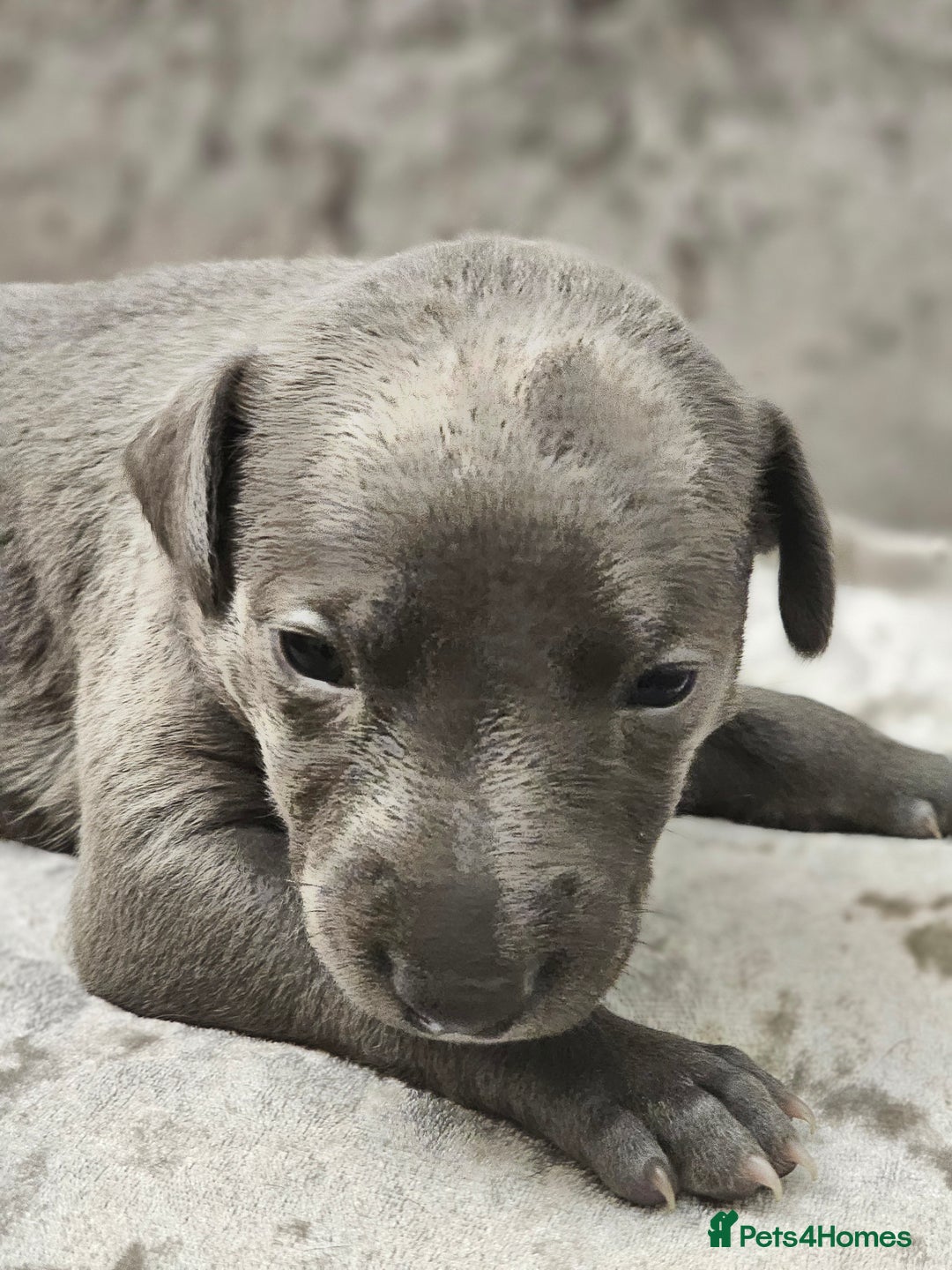 Whippet dogs for sale: KC Registered Blue Laguna Whippets - Image 17