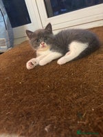 Mixed Breed cats - Advert 9