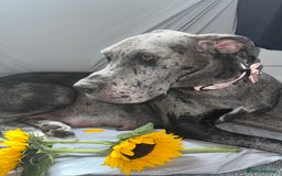 Great Dane dogs for sale: KC Registered Great Dane Puppies. - Image 3