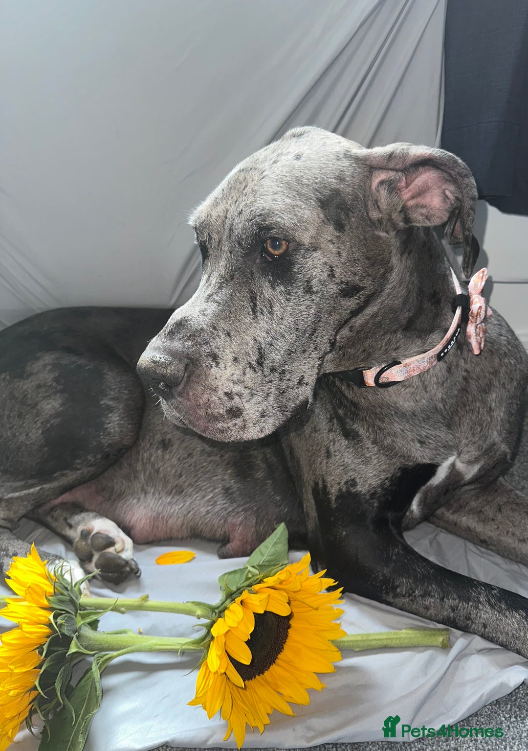 Great Dane dogs for sale: KC Registered Great Dane Puppies. - Image 3