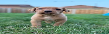 Labrador Retriever 1